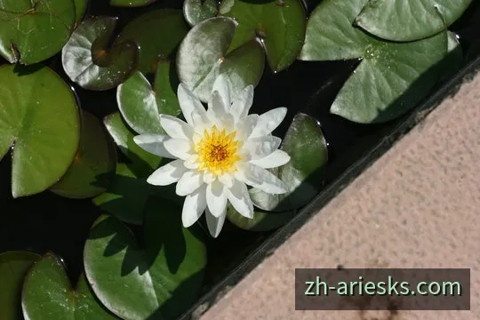 白羊快三量化数据图表与三骰核心概率分布